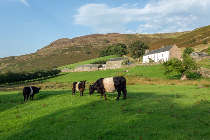 Ashness Farm - cows